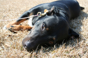 barks-grass-1